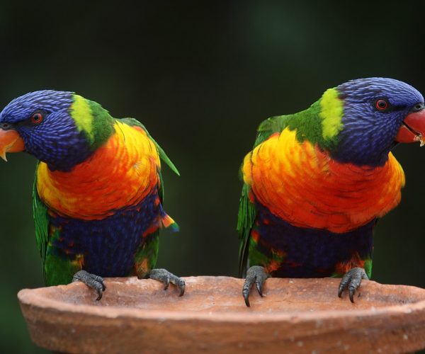 Atrakcje dla seniorów – co warto zobaczyć w papugarni?