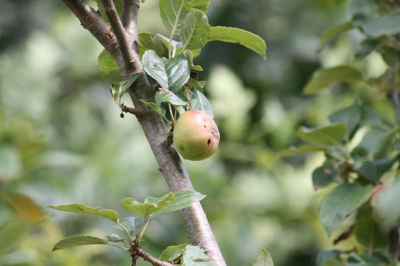 jablka sadzonki